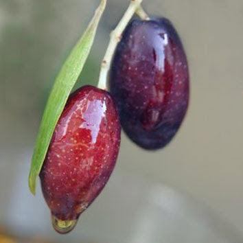 California Strikes Gold Once Again