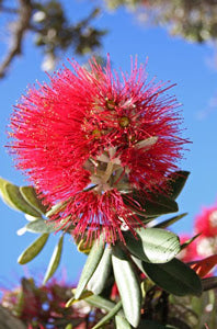 Metrosideros excelsa & Turkish Delight