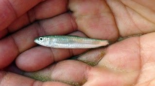 Can only olive oil be extra virgin?