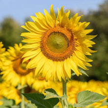Close up of a single yellow sunflower