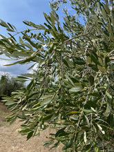 An olive tree from the Frescobaldi estate