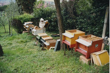 Millefiori Honey from Franca Franzoni