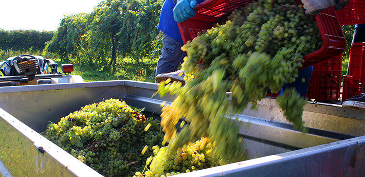 Grapes being harvested at the Leonardi estate