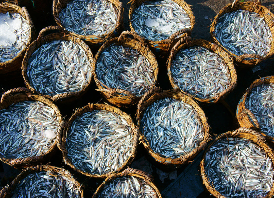 Anchovies: The Chef's Secret Ingredient to Success
