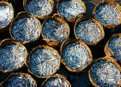 Anchovies: The Chef's Secret Ingredient to Success