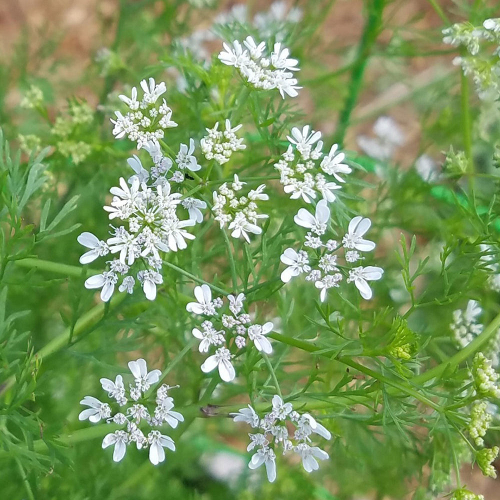 White-petaled coriander blossoms