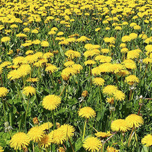 Field of wild yellow dandelions