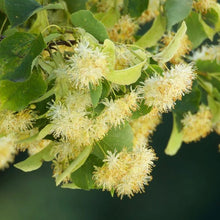 Close up of white linden tree flowers