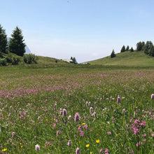 Apennine Mountain meadow with purple and yellow wildflowers