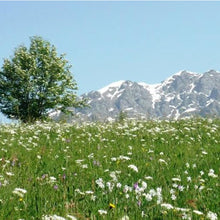 Wildflower meadow and snow-capped Appennine mountains