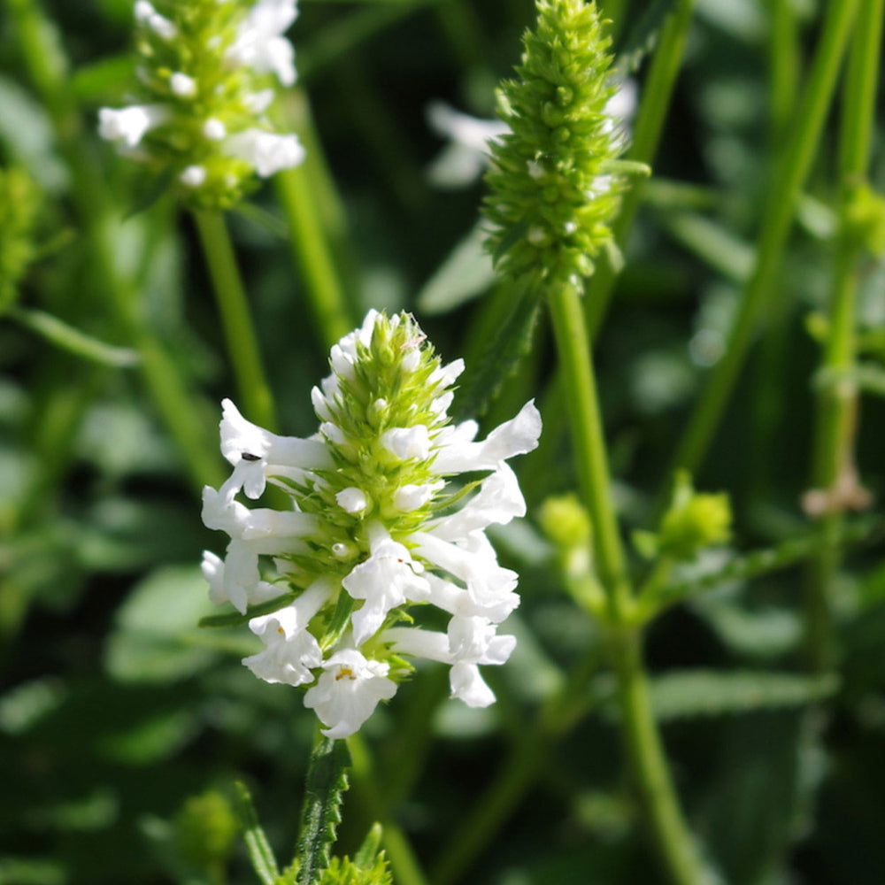 White-petaled flowers of the Stachys Officinalis plant