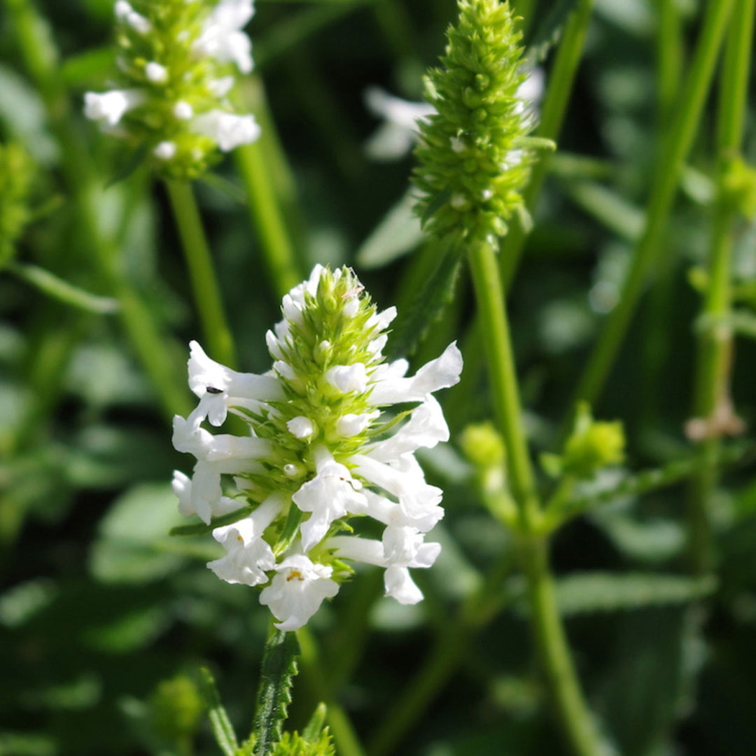 White-petaled flowers of the Stachys Officinalis plant