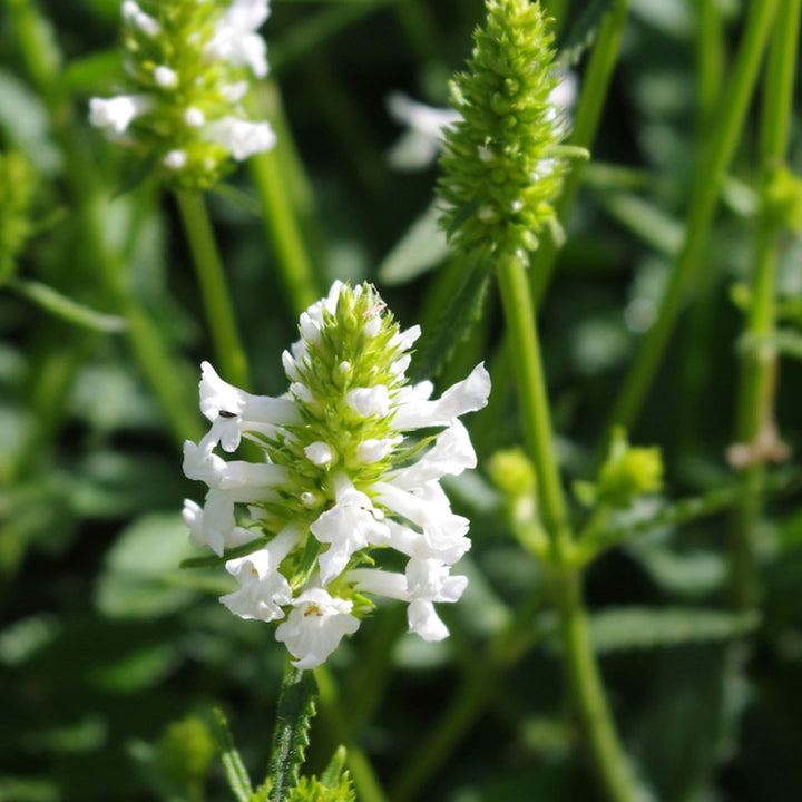 White-petaled flowers of the Stachys Officinalis plant