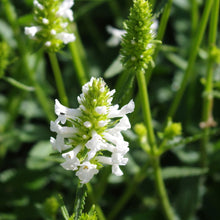 White-petaled flowers of the Stachys Officinalis plant