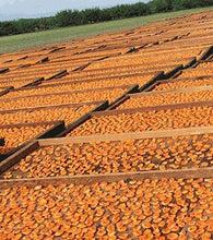 Dried Blenheim Apricots from B&R Farms