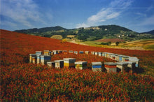 Acacia Honey from Franca Franzoni