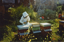 Acacia Honey from Franca Franzoni