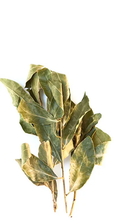 Organic Sicilian Bay Leaf Branches from Gangi Dante