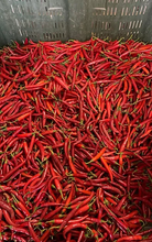 Organic Dried Red Chili Pepper Bunch from Gangi Dante