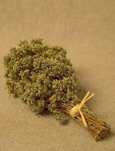 Gangi Dante Organic Sicilian Oregano Branches