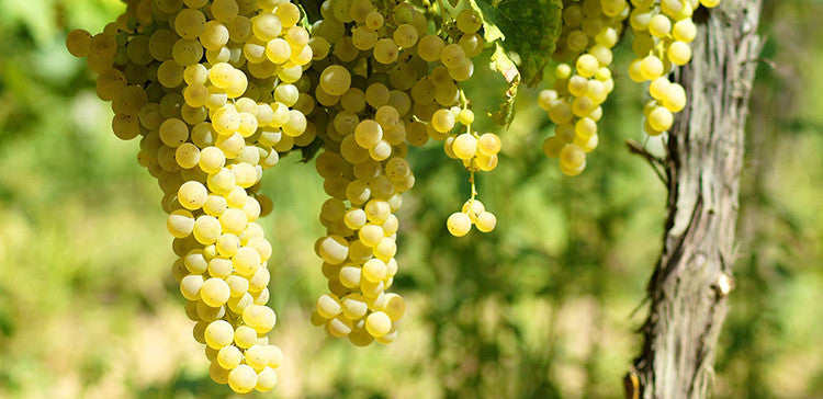 Trebbiano grapes on the vine