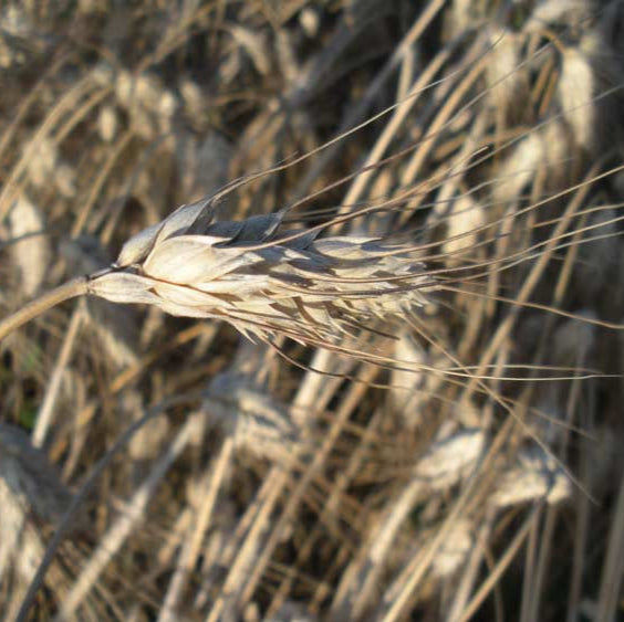 PrimoGrano wheat