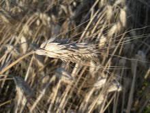PrimoGrano wheat